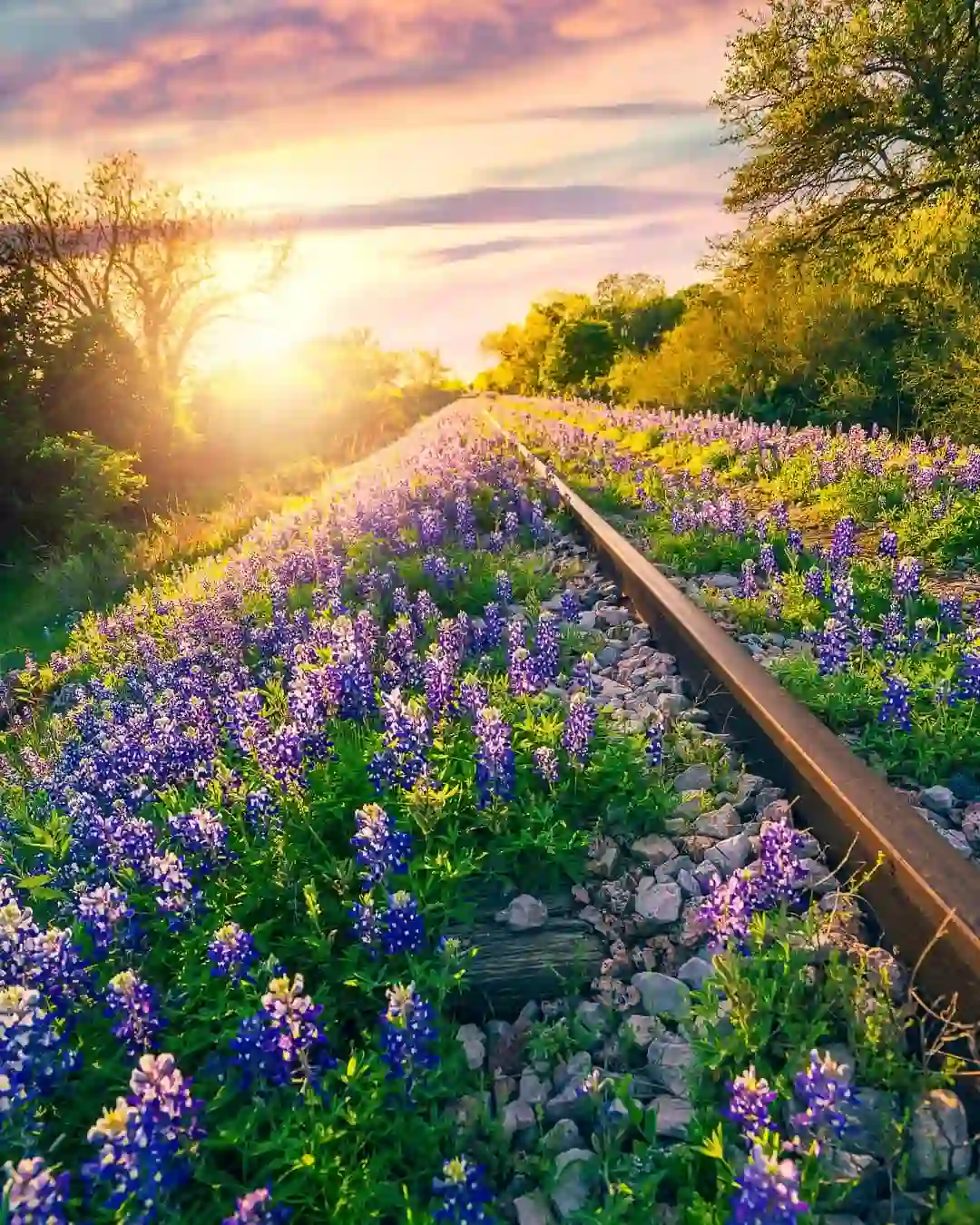 Texas Hill Country Wildflowers: The Ultimate 2025 Guide