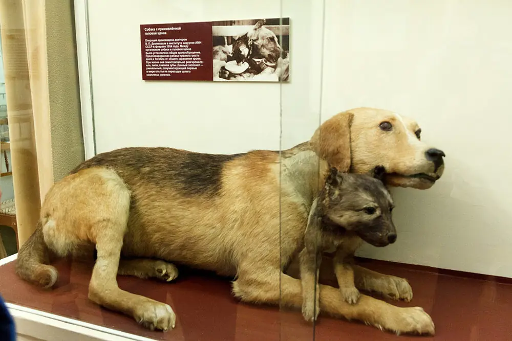 Inside the Two Headed Dog Museum: A Strange Exhibit & Travel Tip 1 The Two Headed Dog Exhibit Pauls Stradins Museum