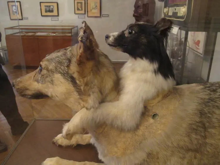 Inside the Two Headed Dog Museum: A Strange Exhibit & Travel Tip 3 Travel Tips for Visiting the Museum