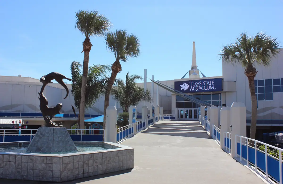 Explore the Texas State Aquarium