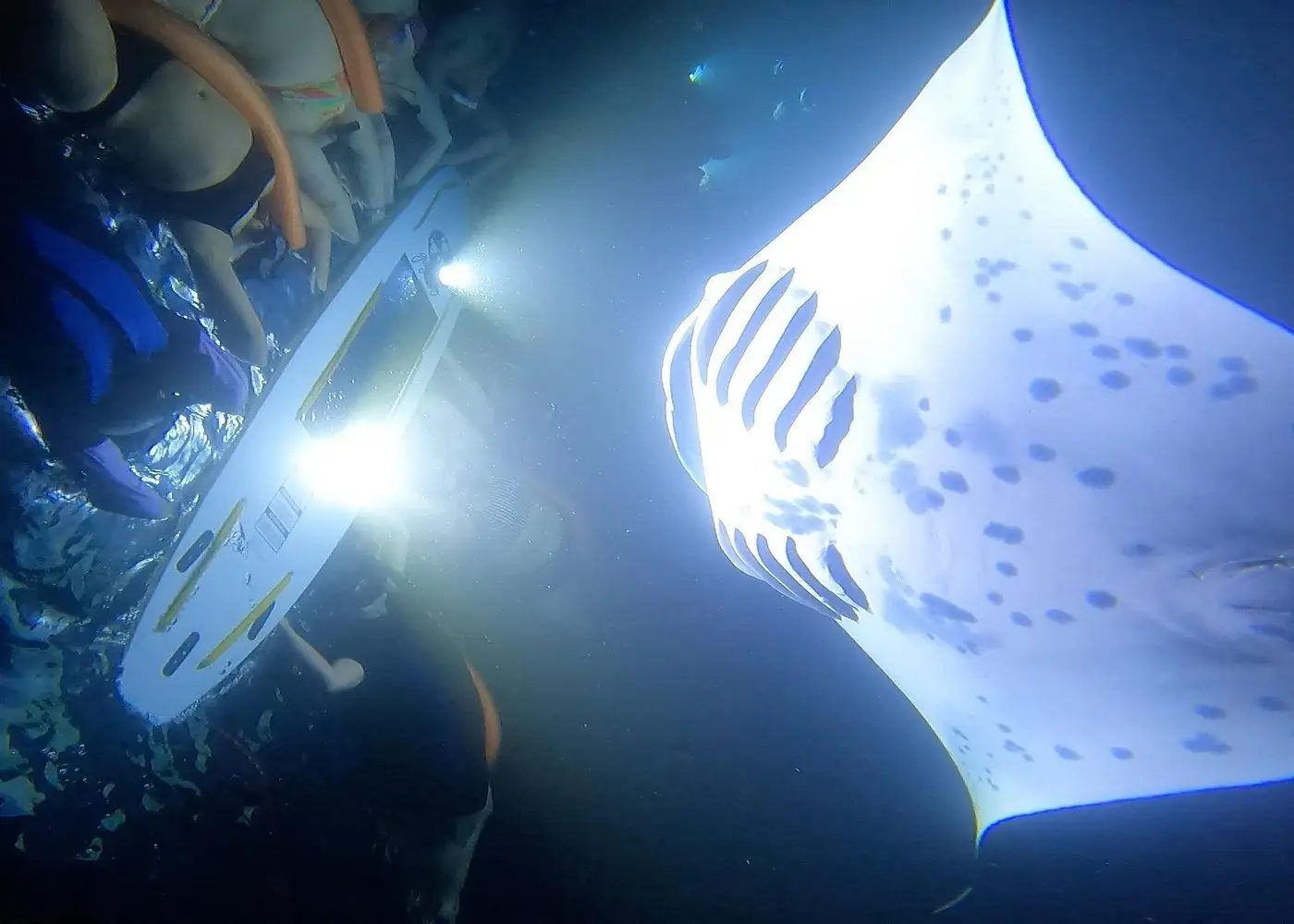 Manta Ray Night Snorkel