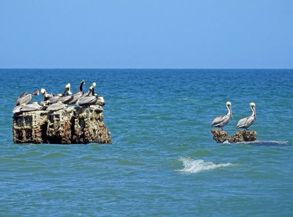 Best South Padre Texas Islands to Visit: Top Beaches, Hidden Gems & Travel Guide 5 Wildlife Experiences padre island