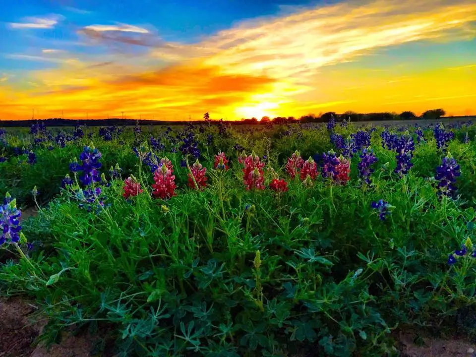 Best Time to Visit Texas in Spring