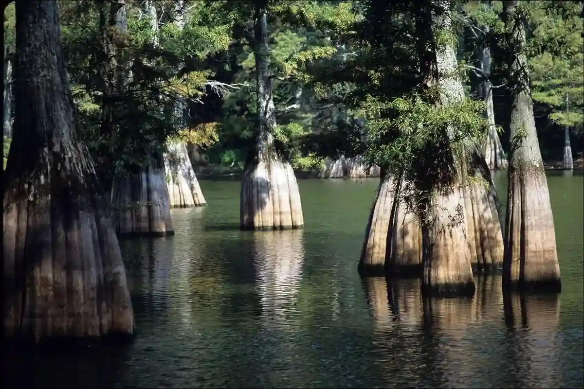 Big Thicket National Preserve 1