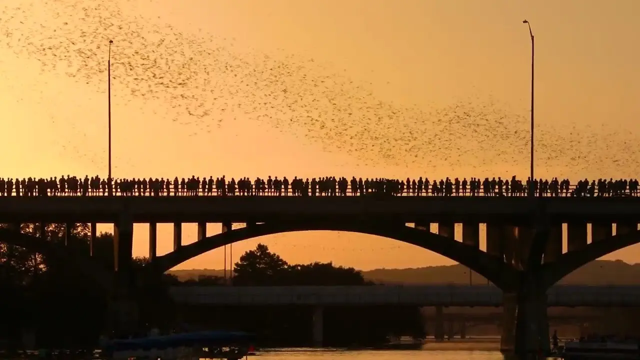Watch the Congress Avenue Bats