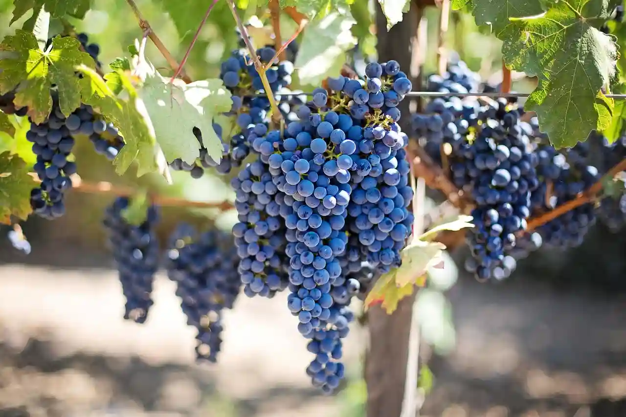 25 Most Beautiful Places in Texas to Take Pictures 5 Becker Vineyards