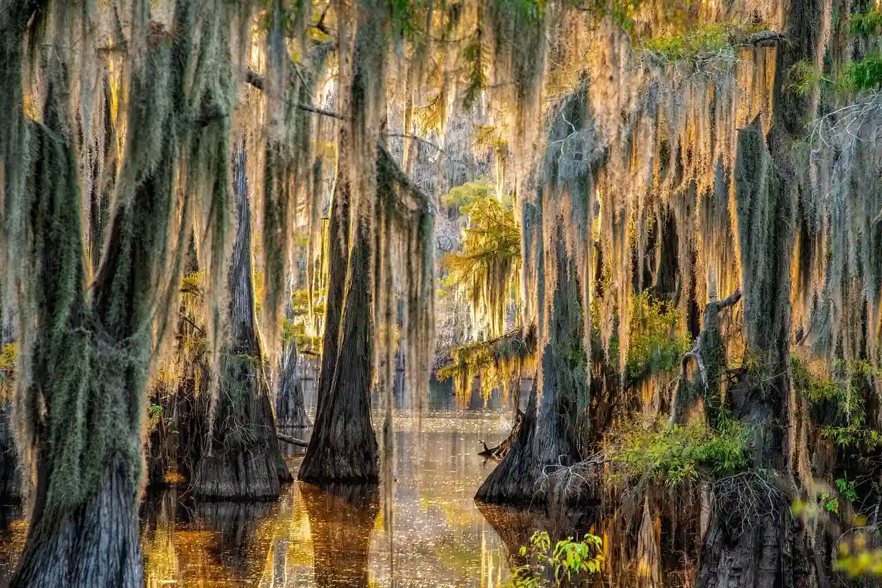 25 Most Beautiful Places in Texas to Take Pictures 20 Caddo Lake