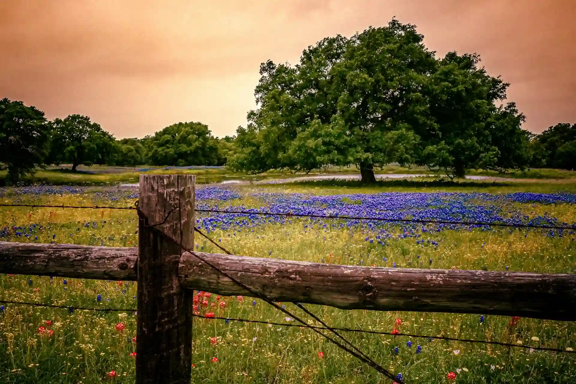 Expert Guide to Texas in Fall: Best Places to Visit, Foliage & Fall Festivals 3 Texas Hill Country oak and cypress