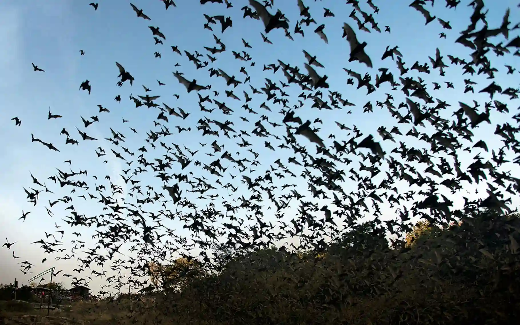Things to Do in Fredericksburg Texas (2026): Hidden Gems + Local Favorites 8 Watch Bats at Old Tunnel State Park