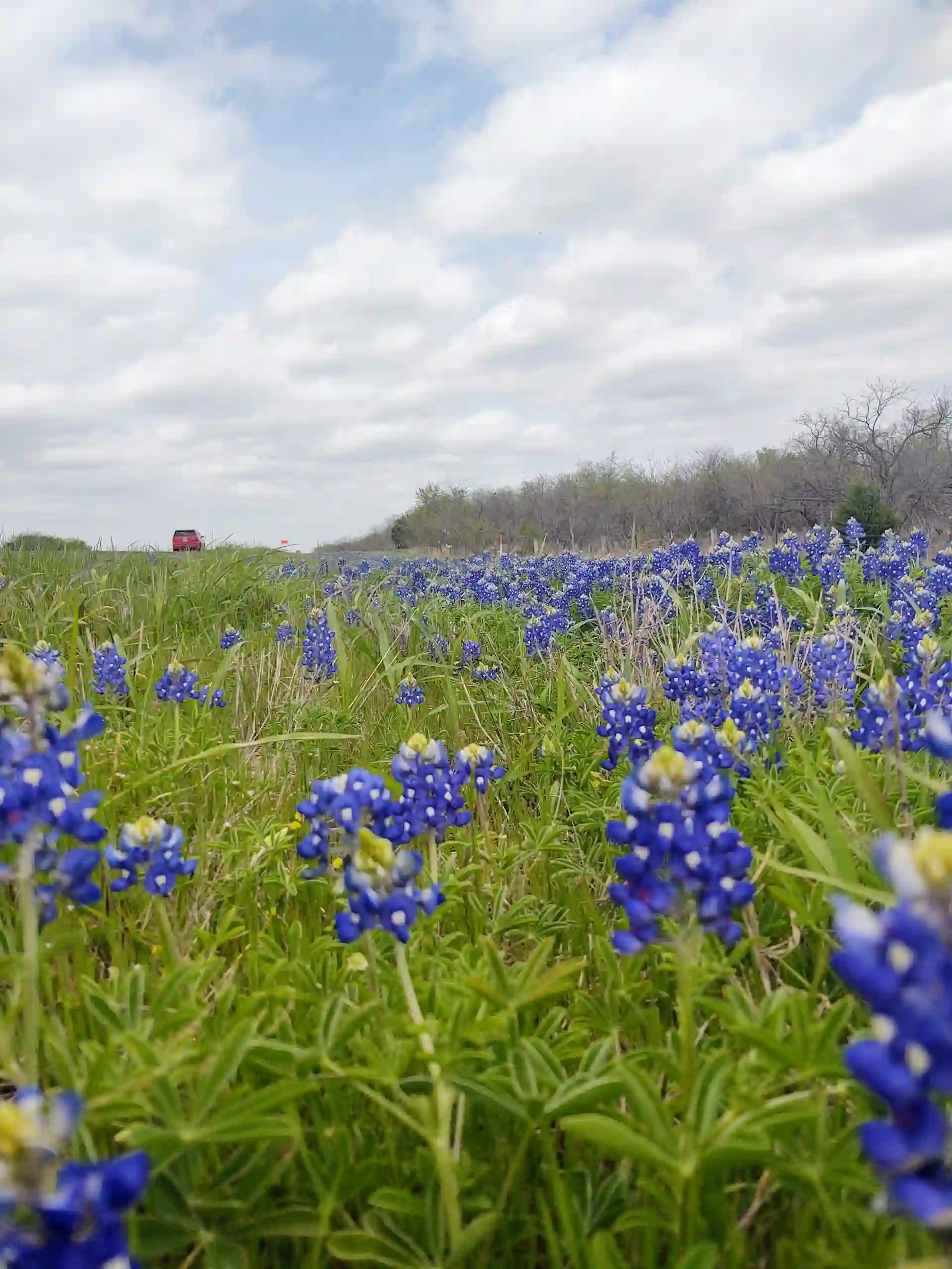 Texas Hill Country Wildflower