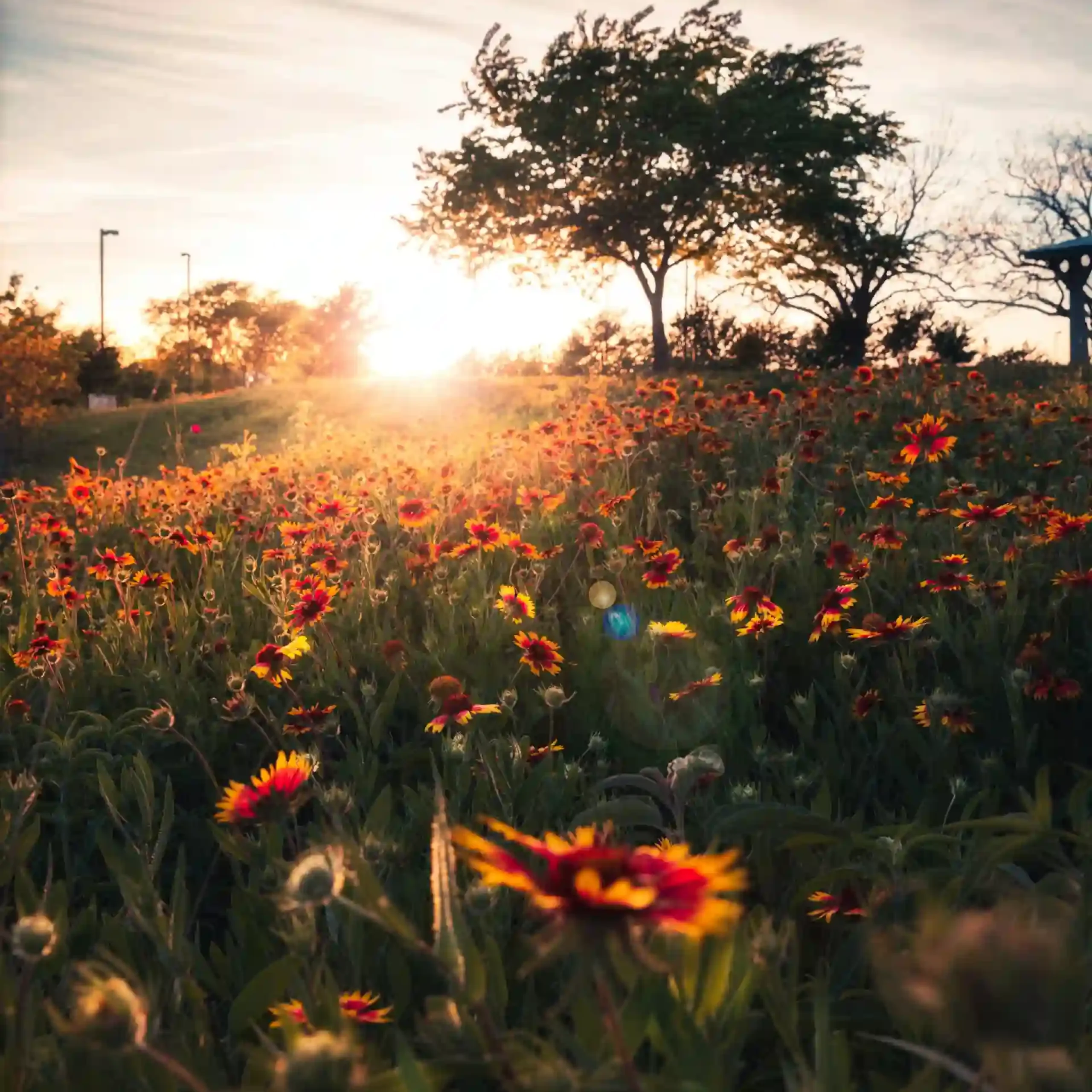 shoot golden hour texas scaled